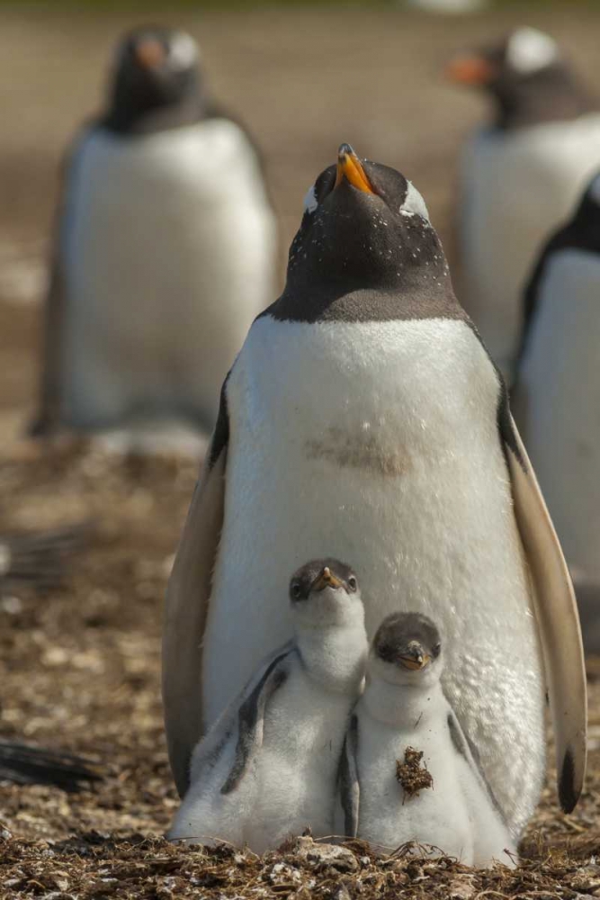 East Falkland Gentoo penguin chicks and parent